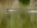 Golondrina común - Hirundo rustica - Oreneta