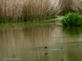 Golondrina común - Hirundo rustica - Oreneta