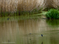 Golondrina común - Hirundo rustica - Oreneta