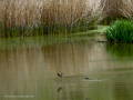 Golondrina común - Hirundo rustica - Oreneta