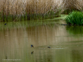 Golondrina común - Hirundo rustica - Oreneta
