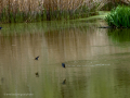 Golondrina común - Hirundo rustica - Oreneta