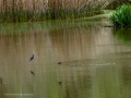Golondrina común - Hirundo rustica - Oreneta
