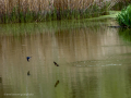 Golondrina común - Hirundo rustica - Oreneta