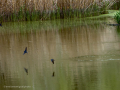 Golondrina común - Hirundo rustica - Oreneta
