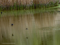 Golondrina común - Hirundo rustica - Oreneta