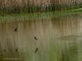 Golondrina común - Hirundo rustica - Oreneta