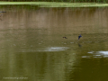 Golondrina común - Hirundo rustica - Oreneta