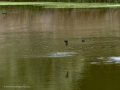 Golondrina común - Hirundo rustica - Oreneta