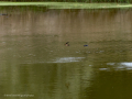 Golondrina común - Hirundo rustica - Oreneta