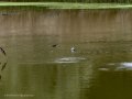 Golondrina común - Hirundo rustica - Oreneta