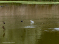 Golondrina común - Hirundo rustica - Oreneta