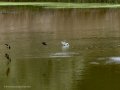 Golondrina común - Hirundo rustica - Oreneta