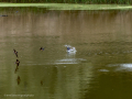 Golondrina común - Hirundo rustica - Oreneta