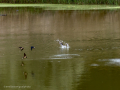 Golondrina común - Hirundo rustica - Oreneta