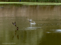 Golondrina común - Hirundo rustica - Oreneta