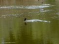Golondrina común - Hirundo rustica - Oreneta