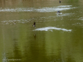 Golondrina común - Hirundo rustica - Oreneta