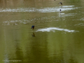 Golondrina común - Hirundo rustica - Oreneta