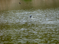 Golondrina común - Hirundo rustica - Oreneta