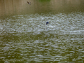 Golondrina común - Hirundo rustica - Oreneta