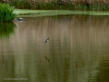 Golondrina común - Hirundo rustica - Oreneta