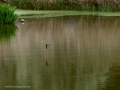Golondrina común - Hirundo rustica - Oreneta