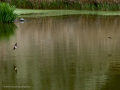Golondrina común - Hirundo rustica - Oreneta