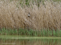 Golondrina común - Hirundo rustica - Oreneta