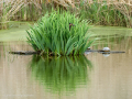 Golondrina común - Hirundo rustica - Oreneta