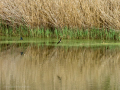 Golondrina común - Hirundo rustica - Oreneta