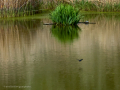 Golondrina común - Hirundo rustica - Oreneta