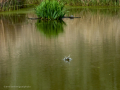 Golondrina común - Hirundo rustica - Oreneta