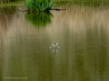 Golondrina común - Hirundo rustica - Oreneta