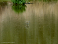 Golondrina común - Hirundo rustica - Oreneta