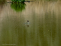 Golondrina común - Hirundo rustica - Oreneta