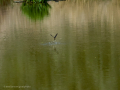 Golondrina común - Hirundo rustica - Oreneta
