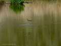 Golondrina común - Hirundo rustica - Oreneta