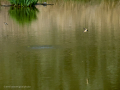 Golondrina común - Hirundo rustica - Oreneta