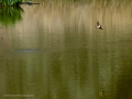 Golondrina común - Hirundo rustica - Oreneta