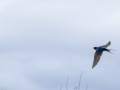 Golondrina común - Hirundo rustica - Oreneta
