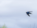 Golondrina común - Hirundo rustica - Oreneta