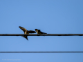 Golondrina común - Hirundo rustica - Oreneta