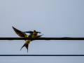 Golondrina común - Hirundo rustica - Oreneta