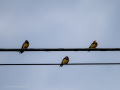 Golondrina común - Hirundo rustica - Oreneta