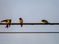 Golondrina común - Hirundo rustica - Oreneta