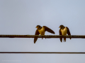 Golondrina común - Hirundo rustica - Oreneta