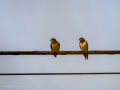 Golondrina común - Hirundo rustica - Oreneta