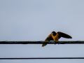 Golondrina común - Hirundo rustica - Oreneta