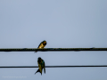 Golondrina común - Hirundo rustica - Oreneta